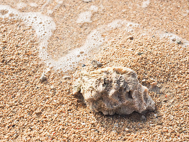 istock Wave of Sanur Beach 534665121