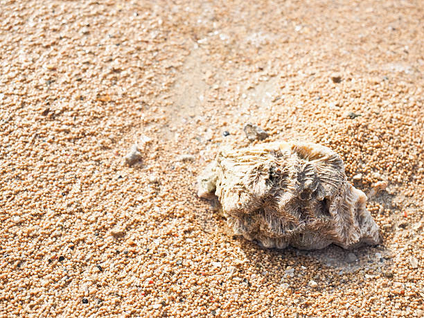 istock Wave of Sanur Beach 534665123