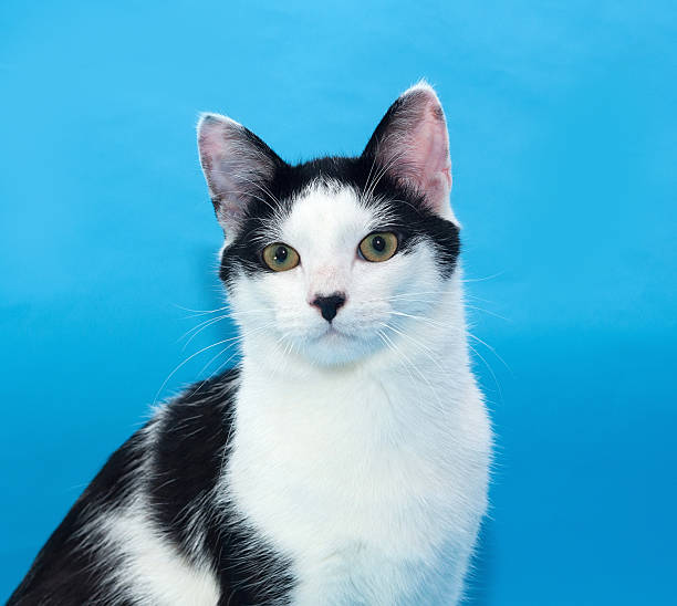istock Portrait of white cat with black spots on blue 534665651