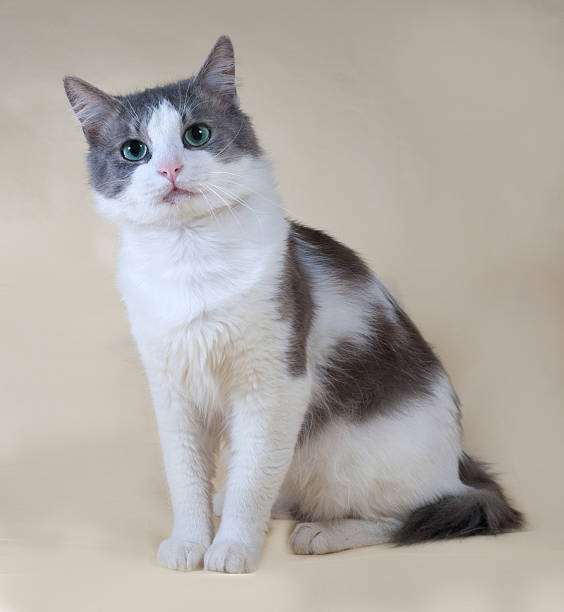 istock White cat with spots sitting on yellow 534666145