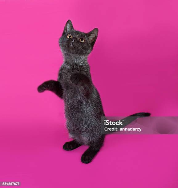 Foto de O Gato Preto Engraçado Rasgou O Papel Amarelo E Olhando Acima Jogo  De Gato e mais fotos de stock de Gato doméstico - iStock