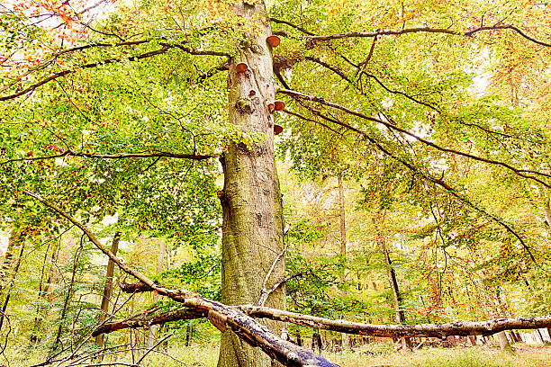 View at the annual rings of a freshly felled tree in the winter forest. Seen in Bavaria, Germany in January.