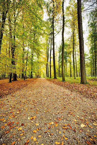 Photo of way through a forest in autumn