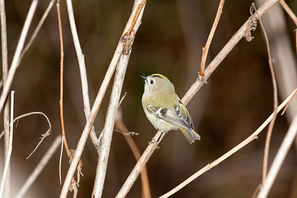 Goldcrest (Regulus regulus) Goldcrest (Regulus regulus).Wild bird in a natural habitat. Timirjazevsky park, Moscow. Russia. regulidae stock pictures, royalty-free photos & images