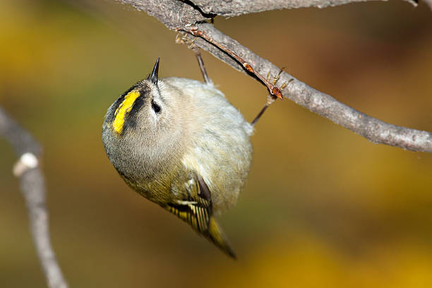 Goldcrest (Regulus regulus) Goldcrest (Regulus regulus).Wild bird in a natural habitat. Timirjazevsky park, Moscow. Russia. regulidae stock pictures, royalty-free photos & images