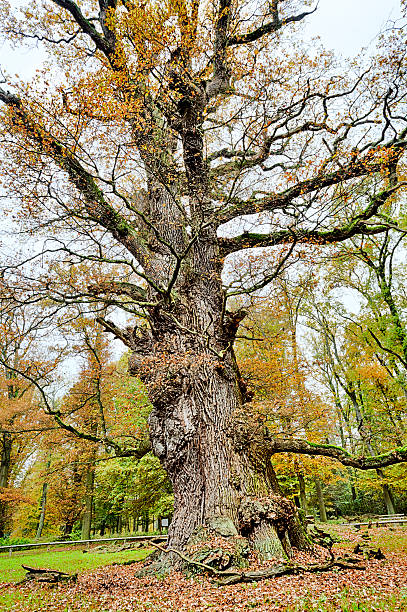 foto hdr de um problema muito antigo, oak - oak tree tree grass hdr - fotografias e filmes do acervo