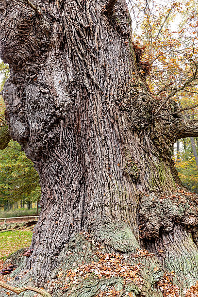 hdr 撮影の非常に歴史のオーク - oak tree tree grass hdr ストックフォトと画像