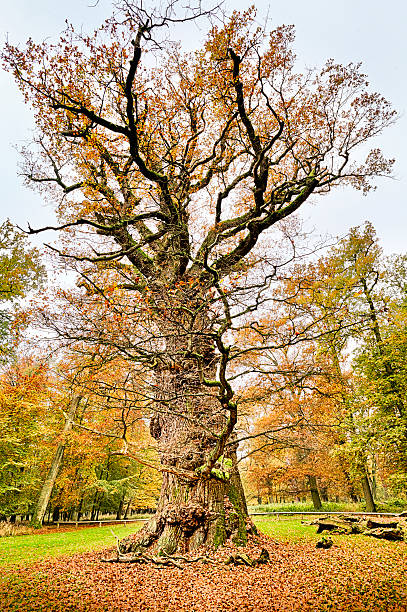 hdr 撮影の非常に歴史のオーク - oak tree tree grass hdr ストックフォトと画像