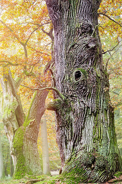 foto hdr de um problema muito antigo, oak - oak tree tree grass hdr - fotografias e filmes do acervo