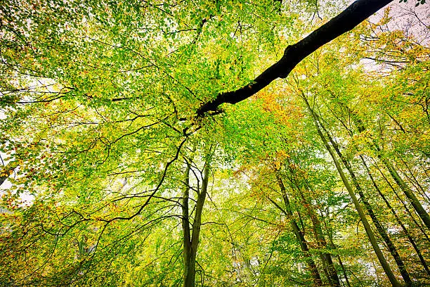 Photo of HDR shoot of a beech forest in autumn