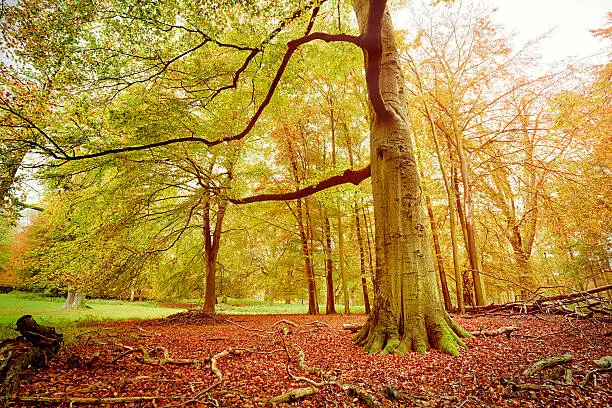 Photo of HDR shoot of a beech forest in autumn