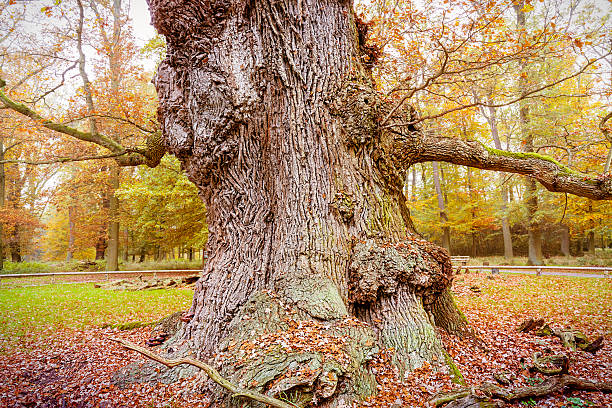 foto hdr de um problema muito antigo, oak - oak tree tree grass hdr - fotografias e filmes do acervo