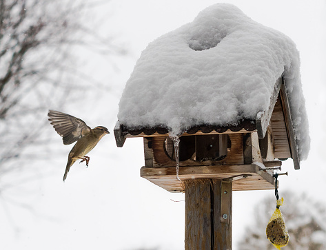 A fluttering bird (finch) is preparing to land at a snow covered bird feeder to pick up some seeds during wintertime. The background is white with overcast sky, a few bald trees are visible. The bird feeder sits on a pole, looks like a little wooden house and has seeds inside and a large cover of snow. A fat ball is hanging off the bird feeder.