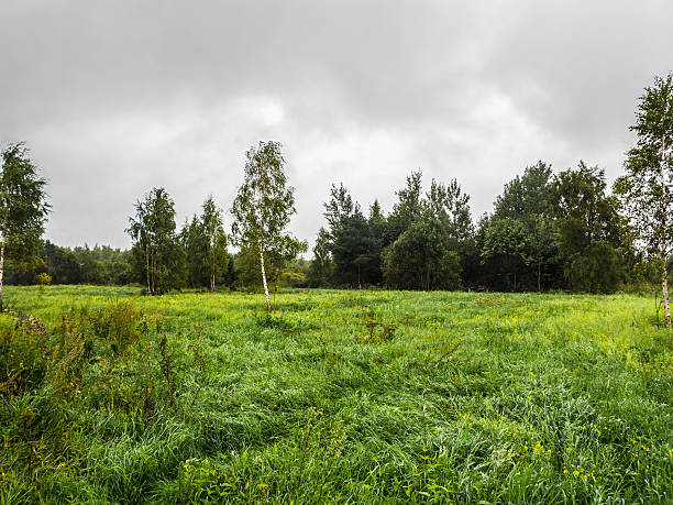 istock Wood glade during a bad weather. 534678703