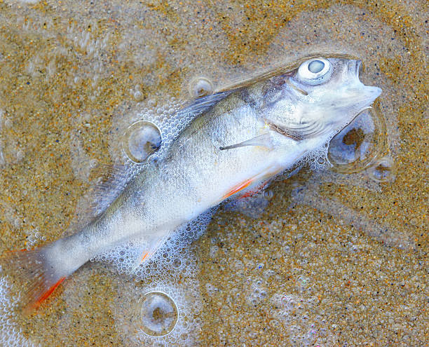 мертвая рыба. - fish catch of fish catching dead animal стоковые фото и изображения