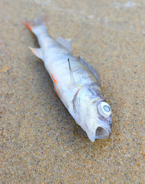 мертвая рыба. - fish catch of fish catching dead animal стоковые фото и изображения