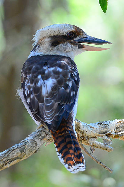 istock Laughing kookaburra in the bush 534679883