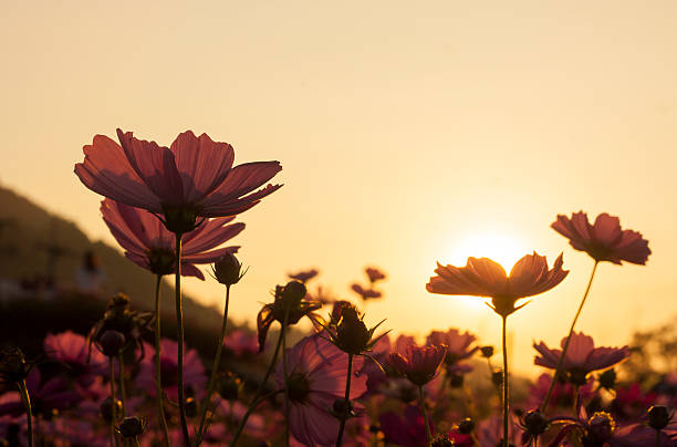 istock cosmos flower in the garden 534680471