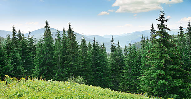 Beautiful pine trees stock photo