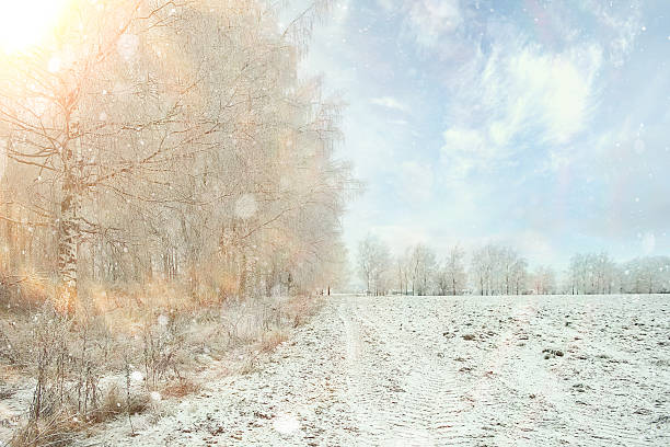 istock magical winter snow landscape trees snowfall 534681003
