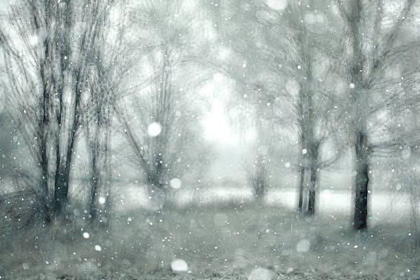 istock blurred background snowy forest nature park 534681019