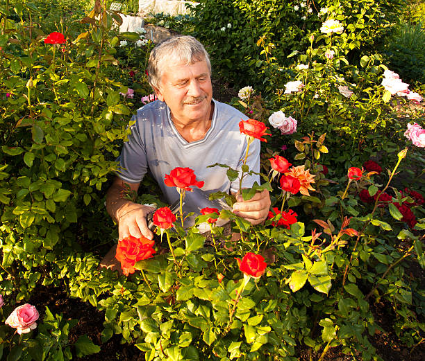 istock Man caring for roses in the garden 534683818