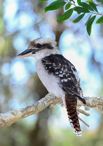 istock Laughing kookaburra in the bush 534683937