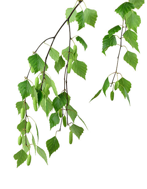 istock Spring blossoms tree birch with young green leaves. /isolated/ 534685458