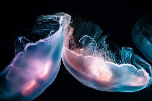Moon jellies (Aurelia Aurita) floating and bobing into each other, close-up view. Lit with reflected artificial light and the glow of their bioluminescent centers.