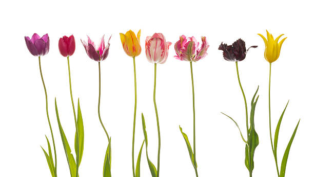 istock Eight colorful beautiful tulips 534692342