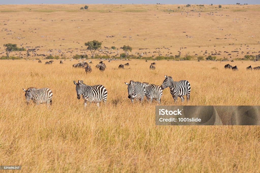 Zebras and Wildebeests - feeding The annual Great Migration of wildebeest and other grazing herbivores across the Serengeti-Mara ecosystem is one of the greatest spectacles in the natural world. About 200 000 zebra and 500 000 Thomson's gazelle ...and one-and-a-half million wildebeest partake to this journey ! Plain Stock Photo