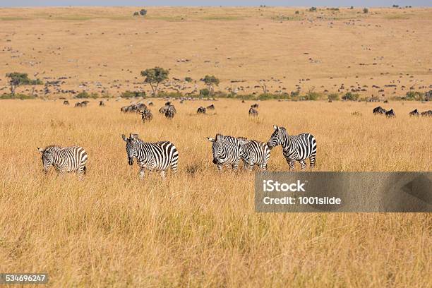 Zebras And Wildebeests Feeding Stock Photo - Download Image Now - Plain, Savannah, Wildebeest
