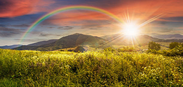 istock meadow with flowers in mountains at sunset 534696333