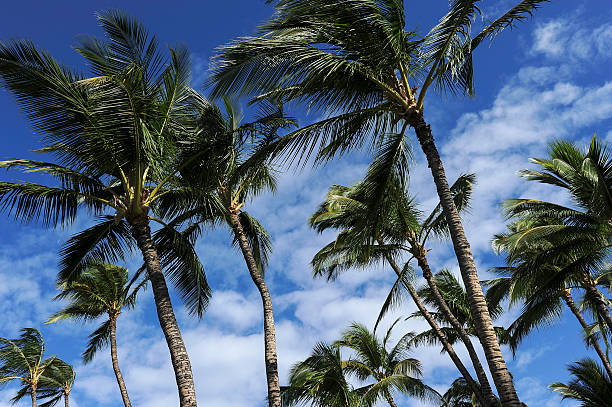 istock Kailua-Kona palm trees 534696731