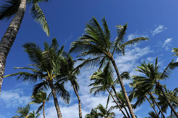 istock Kailua-Kona palm trees 534696735