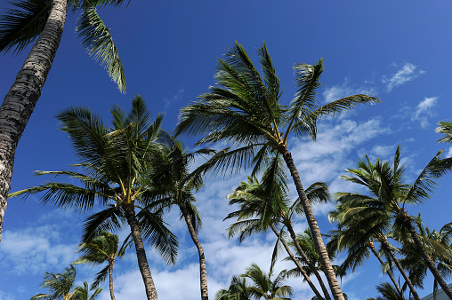Tropical palm trees, with coconuts, growing in the Central America country of El Salvador.