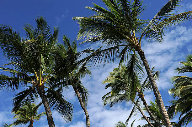 istock Kailua-Kona palm trees 534696739