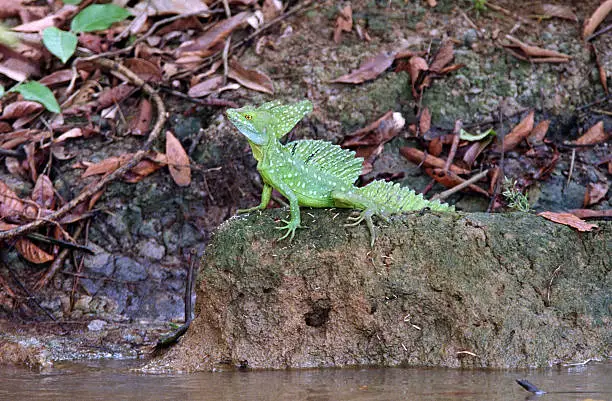 A bright green and yellow eyed, male, common basilisk or Jesus Christ lizard for its ability to run on water, looks out over the Rio Frio River in northern Costa Rica.