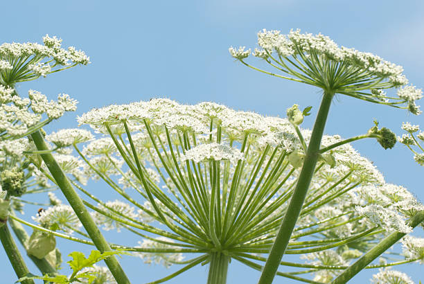 istock Giant Hogweed (Heracleum manteggazzianum) against Blue Sky 534697887