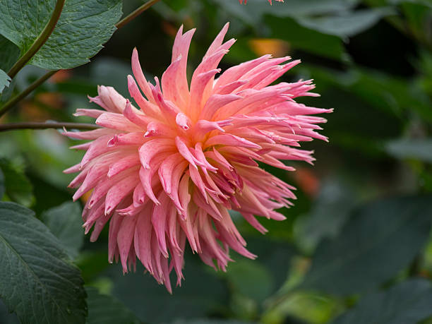 istock Dahlia in bloom in a garden 534699171