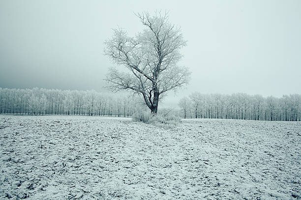 istock magical winter snow landscape trees snowfall 534699287