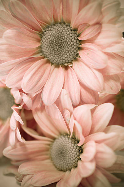 istock Mums flowers colorful macro background 534699823