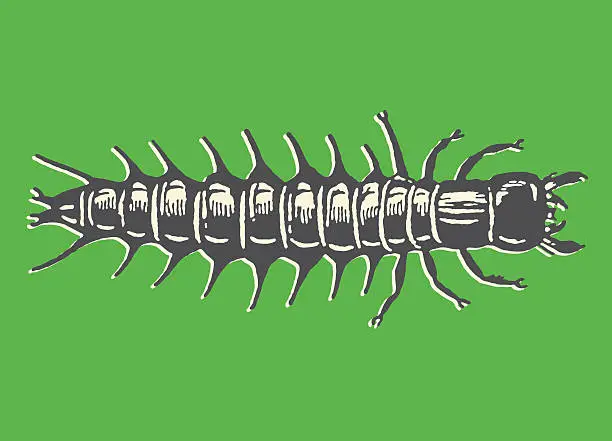 Vector illustration of Centipede