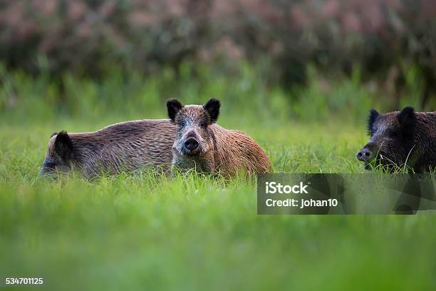 Wild Boars In The Clearing Stock Photo - Download Image Now - 2015, Animal, Animal Wildlife