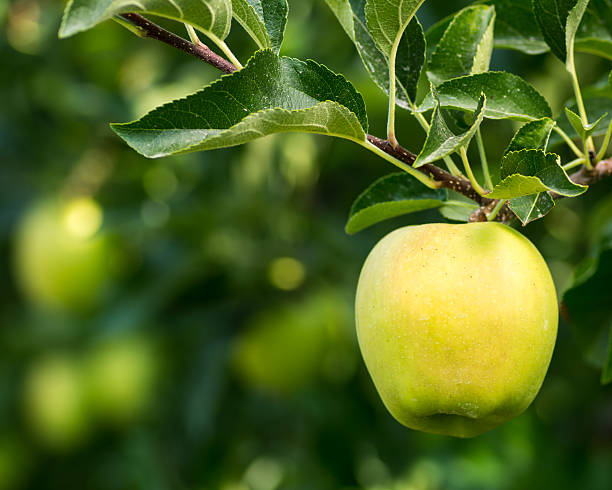 istock Golden delicious apple hanging on tree 534702381