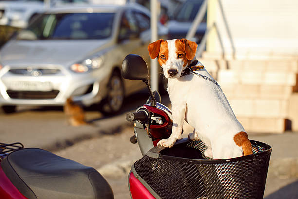 istock dog in a basket scooter 534702589