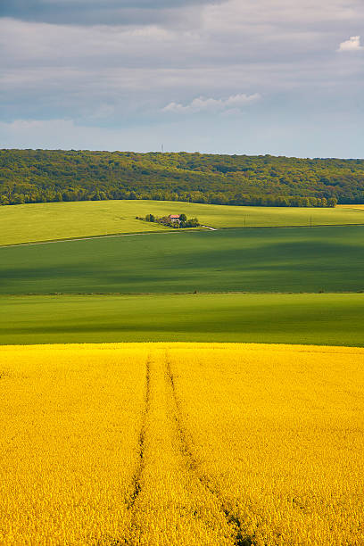Panoramic view of rapeseed field and green meadows in France