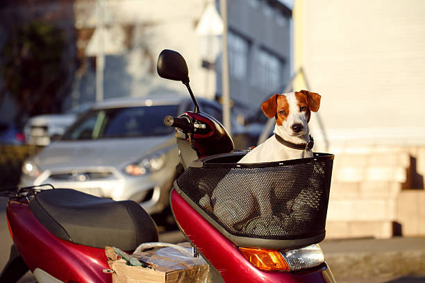 istock dog in a basket scooter 534703649
