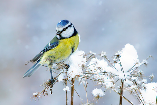 Bird - Bluetit on winter background, winter time Poland Europe