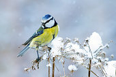 Blue tit in wintertime
